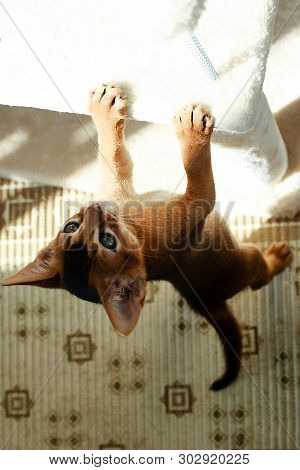 The Abyssinian Cat Playing In The Sun