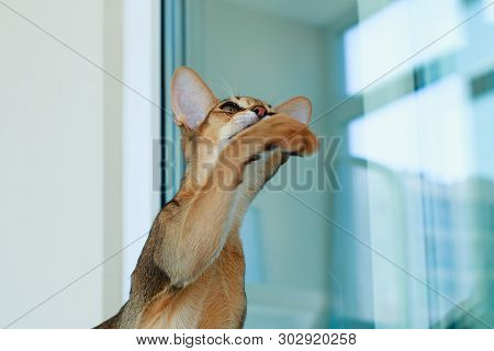 The Abyssinian Cat Playing In The Sun