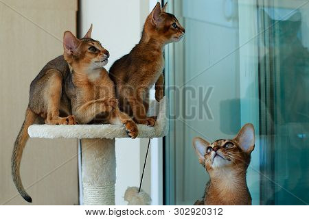 The Abyssinian Cat Playing In The Sun