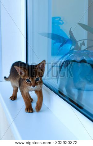 Abyssinian Cats Play At The Window In The House