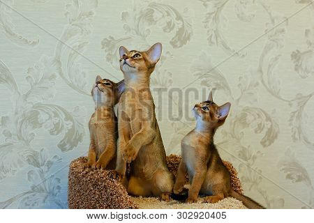 The Abyssinian Kittens A Play Funny, Cat