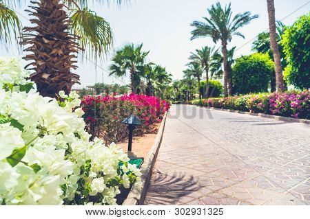 Walking Alley With Palms And Colorful Flowers