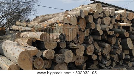 Timber Logging. Freshly Cut Tree Wooden Logs Piled Up. Wood Storage For Industry.