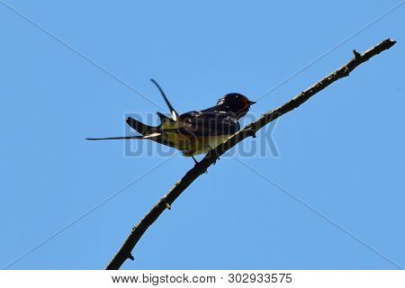 Barn Swallow Hirundo Rustica Sits On A Dry Branch Of A Tree Against The Blue Sky In The Summer In Th