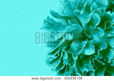 Pastel Floral Background. Beautiful Peony Flower Isolated On Colouredbackground Close Up. Copy Space