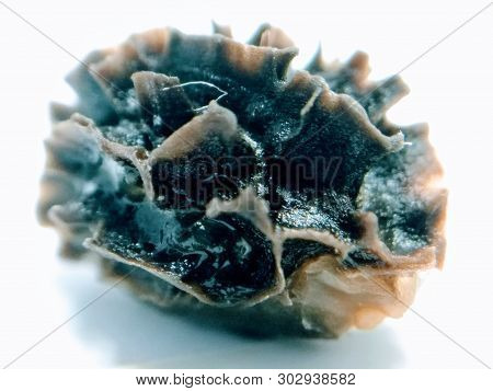 A Picture Of Papaya Seeds On White Background