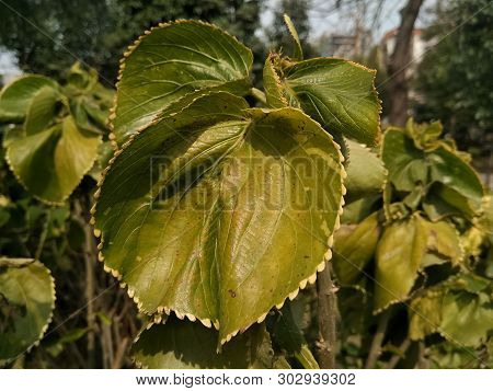 A Picture Of Leaf In Garden With Blur Background