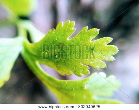 A Picture Of Leafs With Blur Background