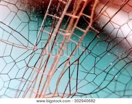 A Picture Of Dragonfly Wing With Blur Background