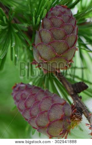 Macro Of A Spring Cone Of Larix Decidua Larch In The Foothill Park Of The North Caucasus