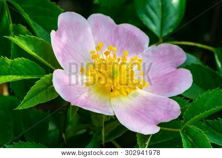 Pink Flower Of The Dog-rose Or Rosa Canina