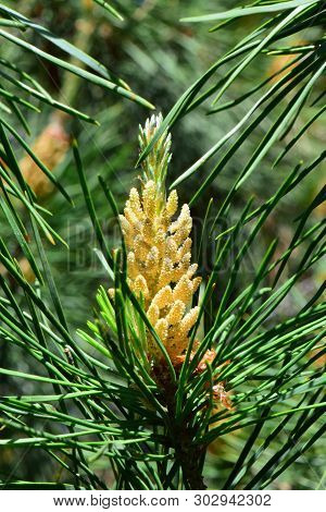 Close-up Of The Yellow Inflorescence Of The Caucasian Pine Pinus Taeda In The Green Needles In Sprin