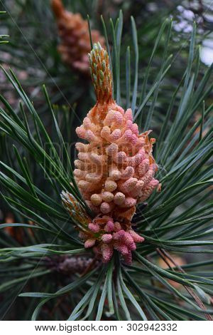 Close-up Of The Spring Female Inflorescences Of The Caucasian Pine Pinus Taeda Among The Green Needl