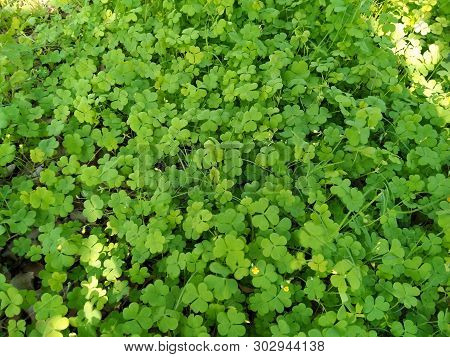 A Picture Of Green Grass In Park