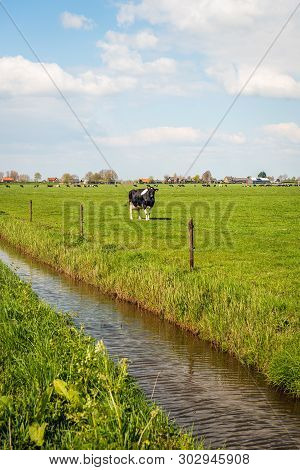 Black And White Cow Stands In A Dutch Pasture And Looks At The Photographer From A Distance. The Pho