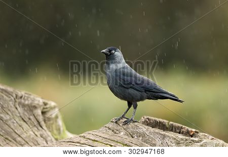 Close Up Of A Western Jackdaw (coloeus Monedula) Perching On A Tree Log In The Falling Rain.