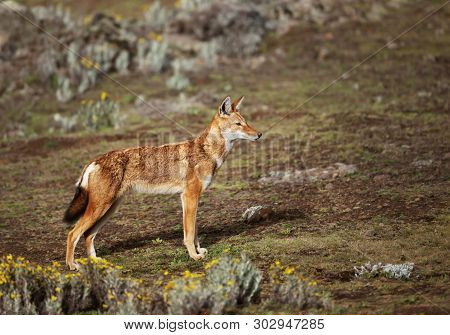 Close Up Of Endangered Ethiopian Wolf (canis Simensis) - Canid Native To The Ethiopian Highlands, Ba