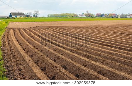 Dutch Rural Landscape With Clay Potato Ridges In The Foreground.  The Seed Potatoes Have Just Been P