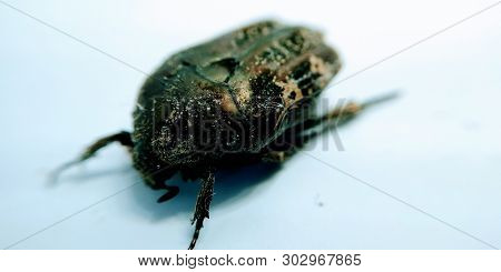 A Picture Of Beetle On White Background