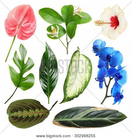 Set Of Fresh Tropical Leaves And Flowers On White Background