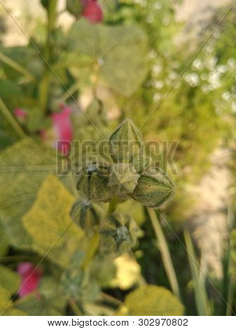 A Picture Of Flowers With Blur Background