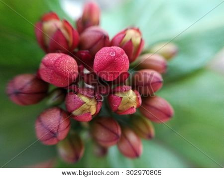 A Picture Of Flowers With Blur Background