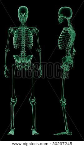 Kosterní X-ray struktura lidského těla