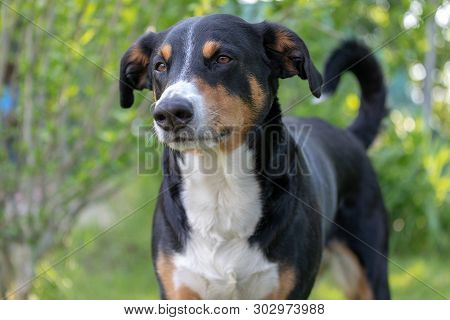 Appenzeller Sennenhund. The Dog Is Standing In The Park In Spring. Portrait Of A Appenzeller Mountai
