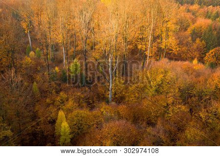 Voderady Beechwood Is A National Nature Reserve. There Are Natural Beech Forests On Relatively Acidi