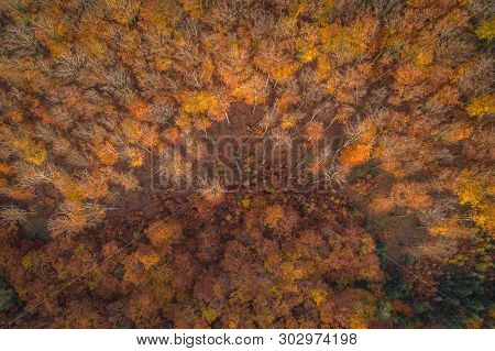 Voderady Beechwood Is A National Nature Reserve. There Are Natural Beech Forests On Relatively Acidi