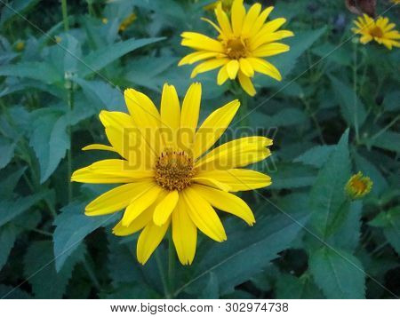 Little Yellow Flower. Yellow Dahlberg Daisy In The Garden With Blur Green Background. Maxican Sunflo