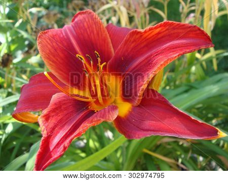 Closeup Of A Big Red Tiger Lily In The Garden Summer. Bright Red Beautiful Asiatic Macro