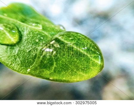 A Picture Of Water Drop On Leafs