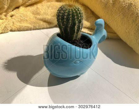 Cactus In A Flowerpot In The Form Of A Whale
