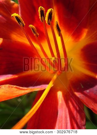 Closeup Of A Big Red Tiger Lily In The Garden Summer. Bright Red Beautiful Asiatic Macro. Red Lily B