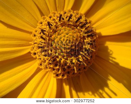 Macro Shot Maxican Sunflower, Yellow Flower Background