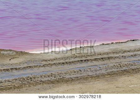 Riparian Detai Lof A Saline In The Camargue Area In Southern France In Sunny Ambiance