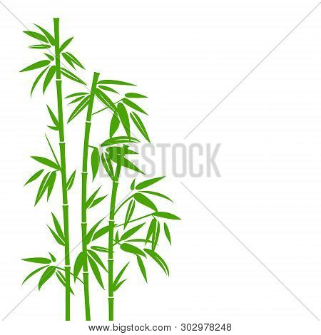 Handdrawn Green Bamboo Plant Vertical In Square Background