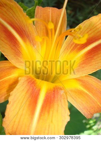 Bright Orange Lily Flowers In The Sunny Garden, Soft Selective Focus. Full Blooming Of Deep Orange A