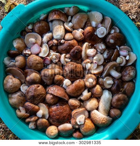 Harvested Peeled Suillus Mushrooms. Autumn Season. Ukraine. Europe.