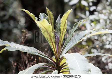 Plant Of The Lobelia Species Lobelia Gibberoa, In The Natural Habitat