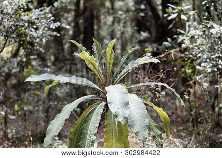 Plant Of The Lobelia Species Lobelia Gibberoa, In The Natural Habitat