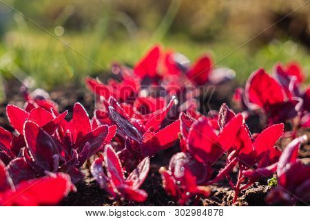 young red orach in the garden
