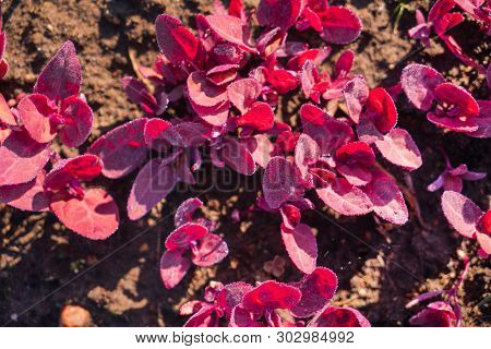 young red orach in the garden
