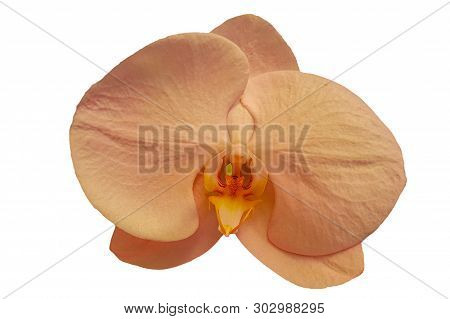 Head Of Singolo Aquarello Orchid Flower Isolated On White Background