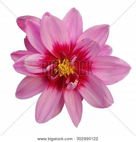 Head Of Pink Flower Like Daisy And Chrysanthemum Clematis Isolated On White Background