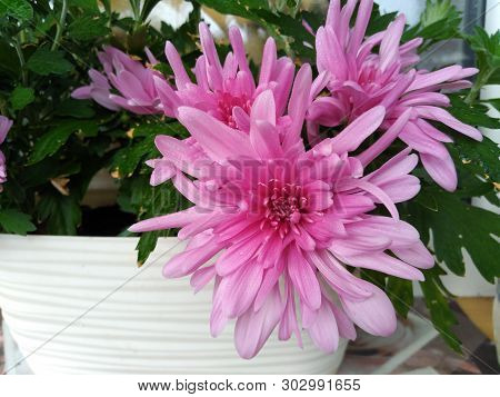 Lovely Large Flowers Of Pink Decorative Chrysanthemum