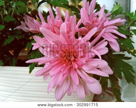 Lovely Large Flowers Of Pink Decorative Chrysanthemum