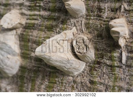 Close-up Abstract Detail Of Large Trunk On Silk Floss Tree Ceiba Speciosa With Spiky Thorns And Bark