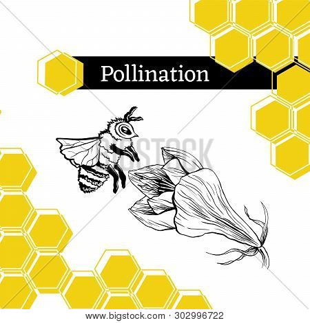 Pollination Hand Drawn Vector Illustration. Bumblebee And Blooming Flower Ink Pen Sketch. Honey Stor